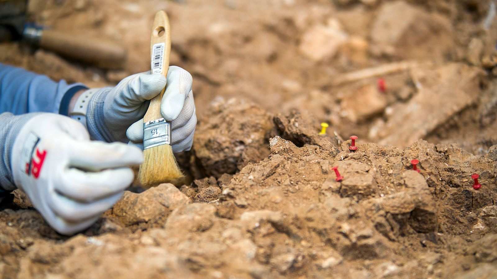 Las Tardes de RNE - 30 años del descubrimiento del Homo Antecessor en Atapuerca - Escuchar Ahora