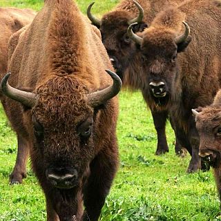 El bisonte europeo, el mamífero más grande de Europa