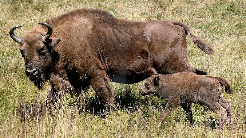 En clave Turismo - El bisonte europeo, el mamfero ms grande de Europa - 09/07/24