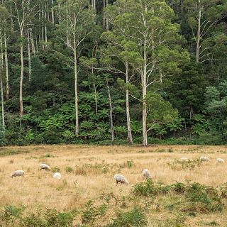 Cáceres - Bosques sinérgicos