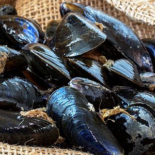 Los mejillones también fabrican perlas