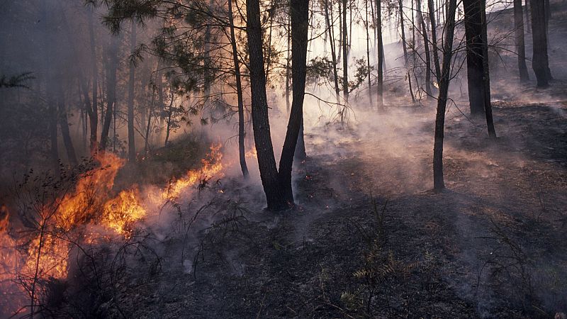 A golpe de bit - El cambio climático ya incrementa el riesgo de incendios forestales - 15/07/24 - Escuchar ahora