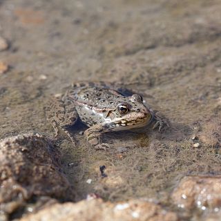 Anfibios en peligro en Doñana