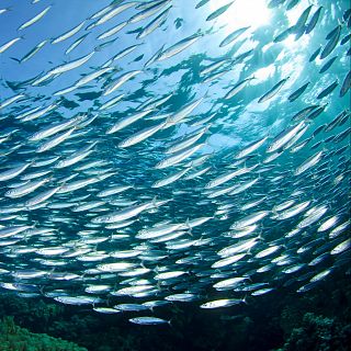 Españoles en la mar