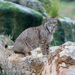 The astounding recovery of the Iberian Lynx