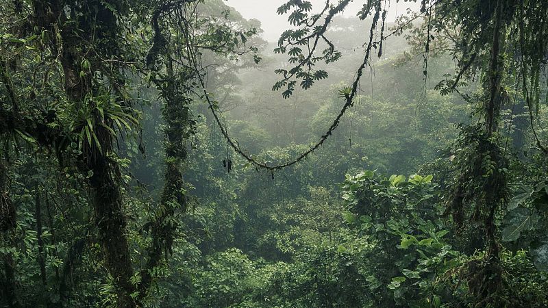 Espacio en blanco - El corazón de la selva - 04/08/24 - escuchar ahora