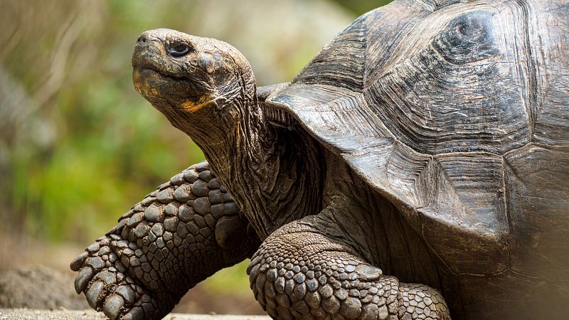 Instinto animal en Radio 5 - Tortugas gigantes de Galápagos - 20/07/24 - Escuchar ahora