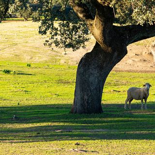 Mundo rural