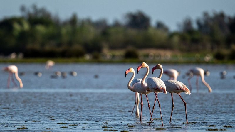 Mundo rural - Plan para la recuperación del entorno de Doñana - 30/08/24 - Escuchar ahora