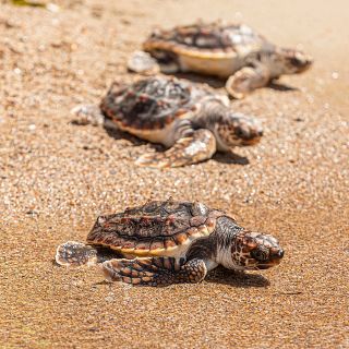 Españoles en la mar