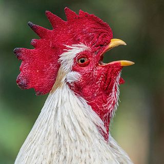 Qu relacin hay entre el cido hialurnico y las crestas de gallo?