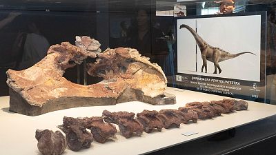 Hallan en Cuenca una nueva especie de dinosaurio