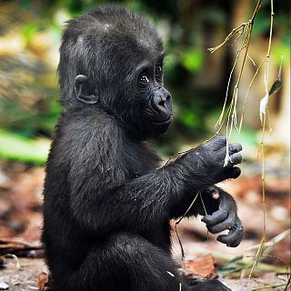 África hoy