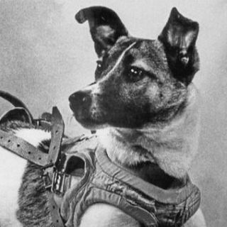 Personaje del ao 1957: Laika