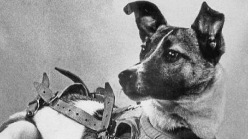 Personaje del año 1957: Laika, con Lucía Sancho - escuchar ahora