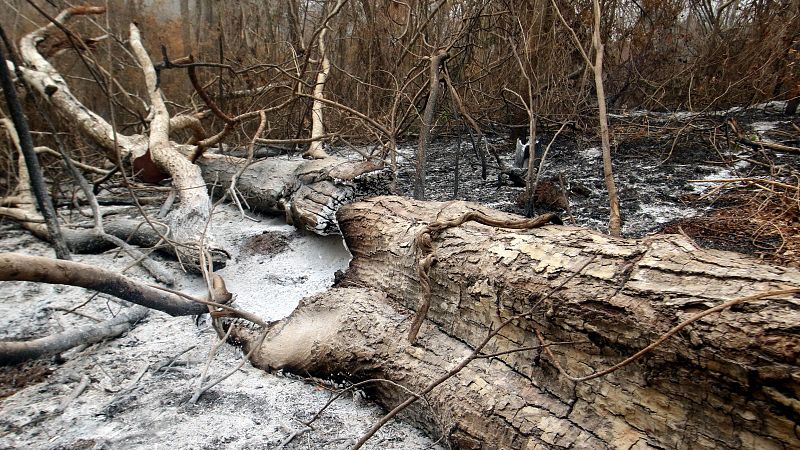 Cinco continentes - Emergencia nacional por los incendios en Bolivia - Escuchar ahora