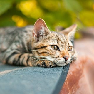 Felinos que dominan el mundo