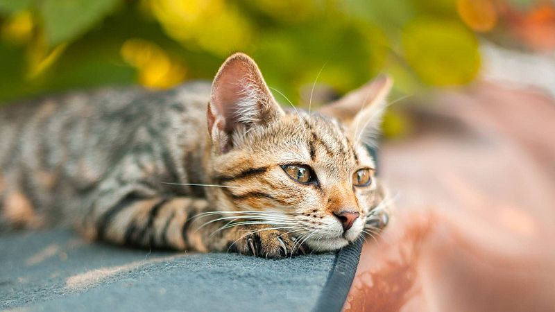 Espacio en blanco - Felinos que dominan el mundo - 15/09/24 - escuchar ahora