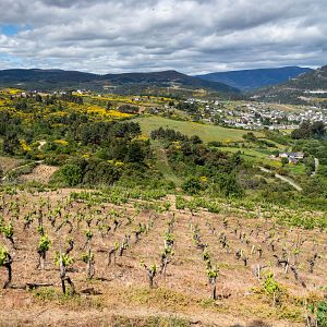 Un país de vino - Un país de vino - D.O. Valdeorras, la cuna del godello - 21/09/24 - escuchar ahora