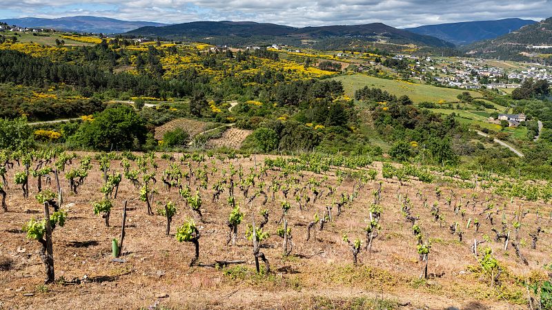 Un pas de vino - D.O. Valdeorras, la cuna del godello - 21/09/24 - escuchar ahora