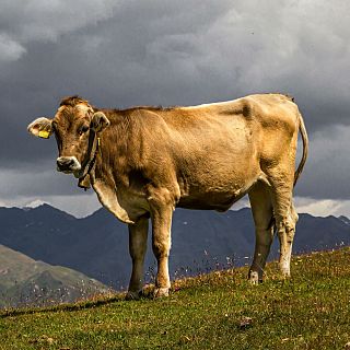 Cambiar la dieta de las vacas para reducir la emisin de metano