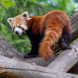 Diki: el nuevo panda rojo del zoo de Barcelona