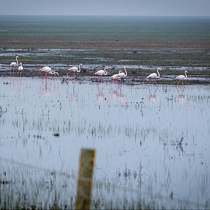 Las mañanas de RNE - Josep Cuní - Las mañanas de RNE - ¿De qué depende la supervivencia del Parque Nacional de Doñana? - Escuchar ahora