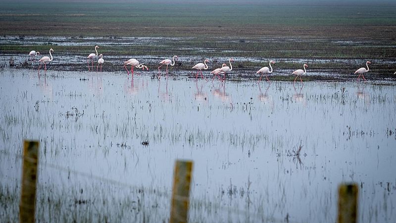 Las mañanas de RNE - ¿De qué depende la supervivencia del Parque Nacional de Doñana? - Escuchar ahora