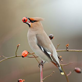 Por qu las aves tienen pico y no boca?