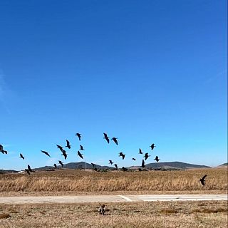 Una migración de aves ibis eremitas guiada por humanos llega a Cádiz