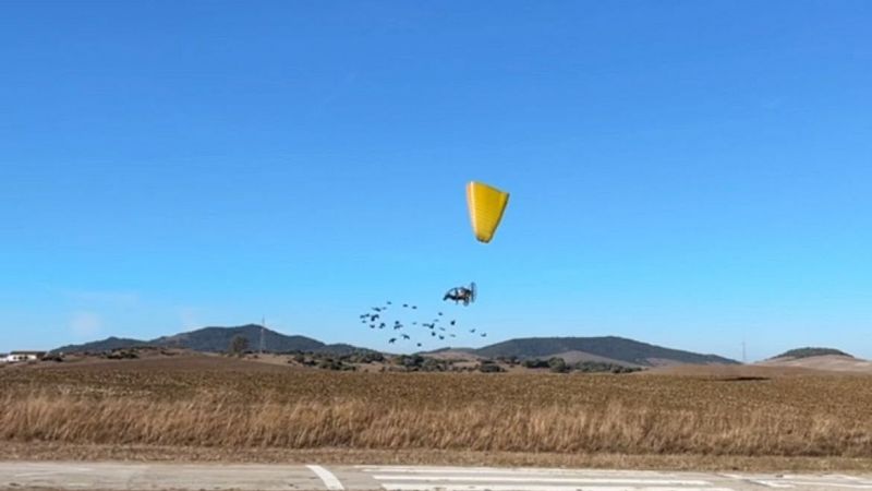 Reportajes en Radio 5 - Una migración de aves ibis eremitas guiada por humanos llega a Cádiz - 06/10/24 - Escuchar ahora