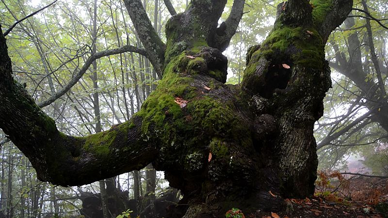 Escapadas - En la sierra de San Bernabé - 10/10/24 - Escuchar ahora