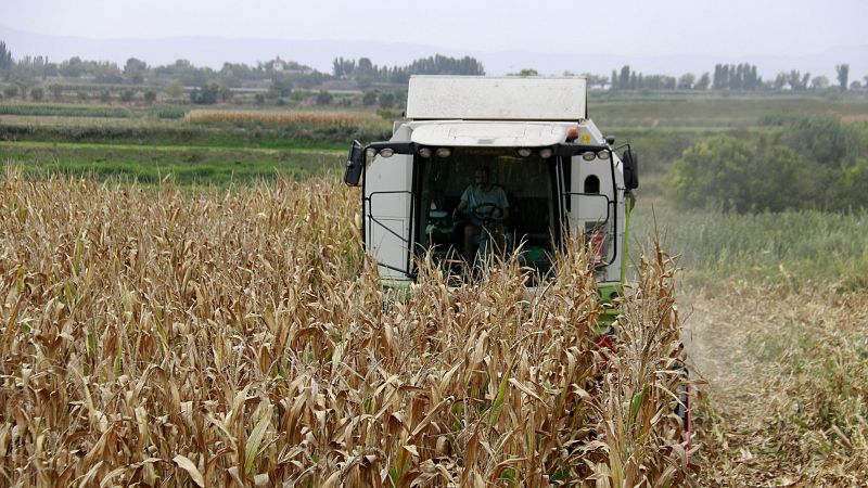 Caiguda importat dels preus en la collita de panís a Ponent | Pepa Sangenís