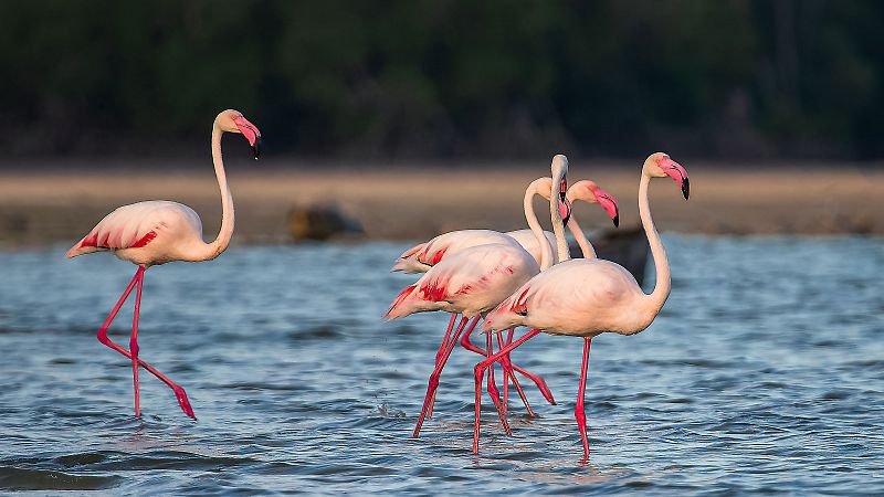 Instinto animal en Radio 5 - Flamencos - 14/09/24 - Escuchar ahora