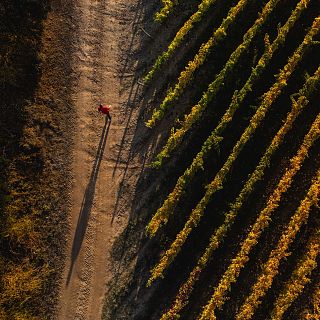 La cultura del vino en Radio 5