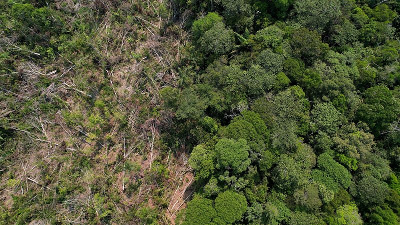 Cinco continentes - Se retrasa la aplicación del reglamento sobre deforestación en la UE - Escuchar ahora