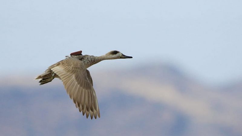 Más cerca - La cerceta pardilla: el pato más amenazado de Europa - Escuchar ahora