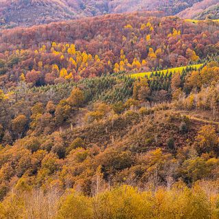 Colores de otoño en los bosques del País Vasco