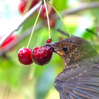 Por qu la fruta madura es ms dulce?