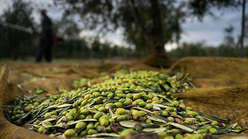 Mundo rural - Nueva campaña del aceite de oliva - 25/10/24 - Escuchar ahora