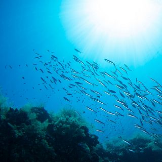 Un mar sostenible gracias al Centro de Investigación Marina