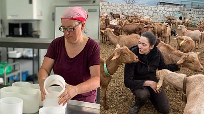 Cambio de turno - Elaboracin artesanal de queso y pastoreo en el siglo XXI - Escuchar ahora