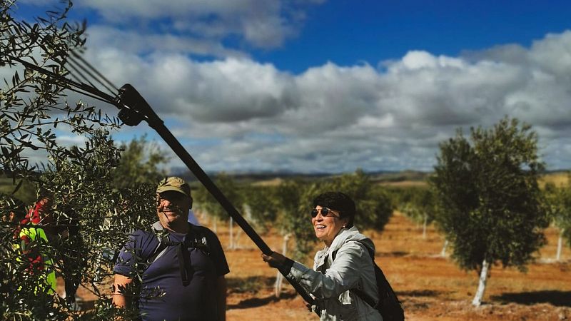 En clave Turismo - Recogemos la aceituna en la almazara milenaria de Antequera - 04/11/24 - escuchar ahora