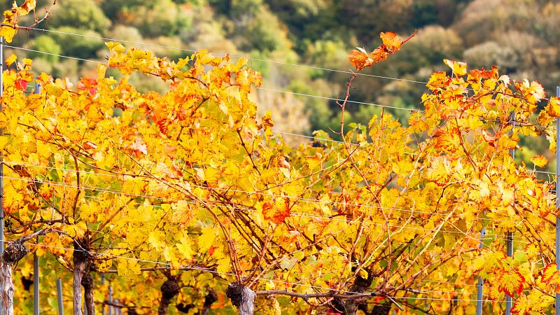 Un país de vino - Ruta del Vino Sierra de Francia - 09/11/24 - escuchar ahora