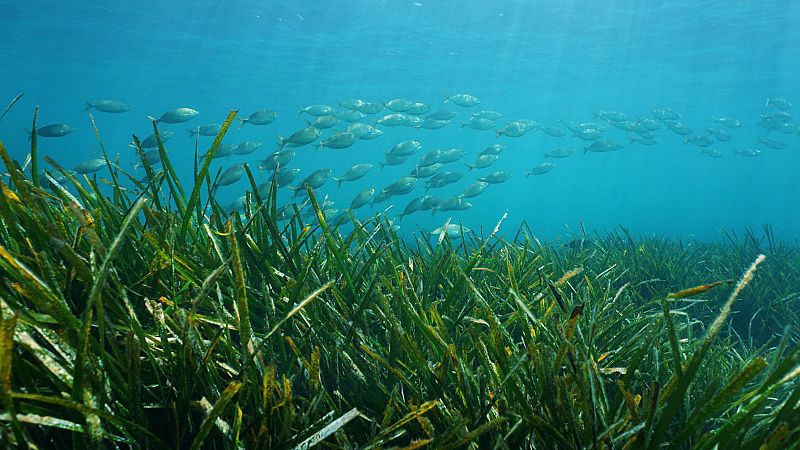 Espaoles en la mar - Investigar el medio marino para futuras generaciones - 12/11/24 - Escuchar ahora