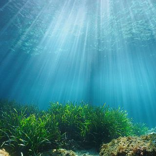 Proteger, conservar y restaurar el mar Mediterráneo