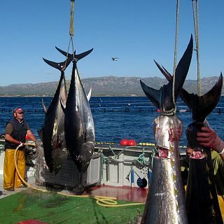 Españoles en la mar