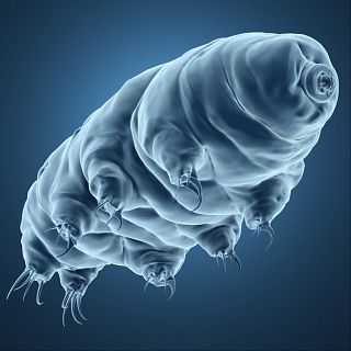 Superorganismos, con Ra�l Rivas