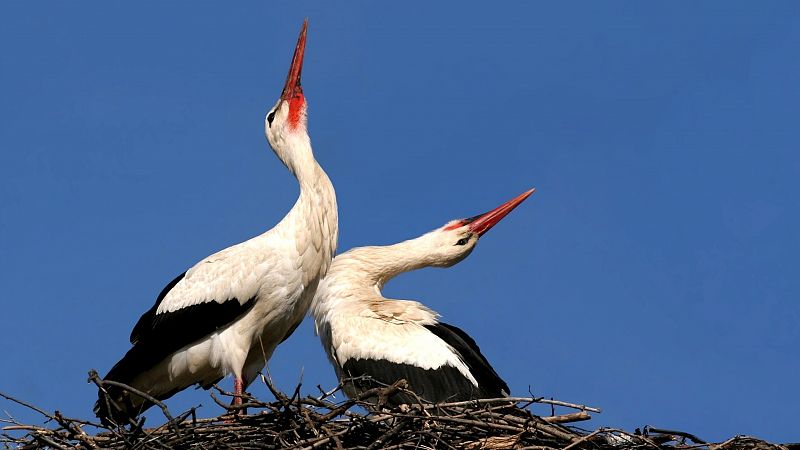 En clave turismo - Comportamiento, instintos y curiosidades de la fauna ibrica - 26/11/24 - escuchar ahora