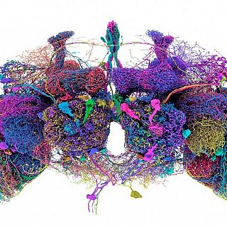 El navegador de nuestro cerebro